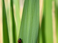 Blutzikade auf Schilfblatt